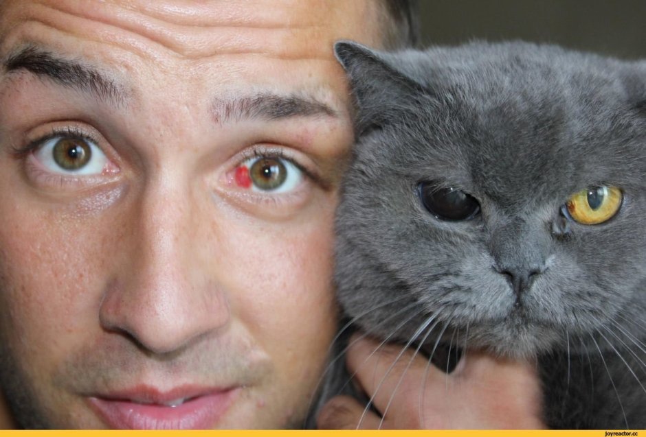 Коты с большими зрачками