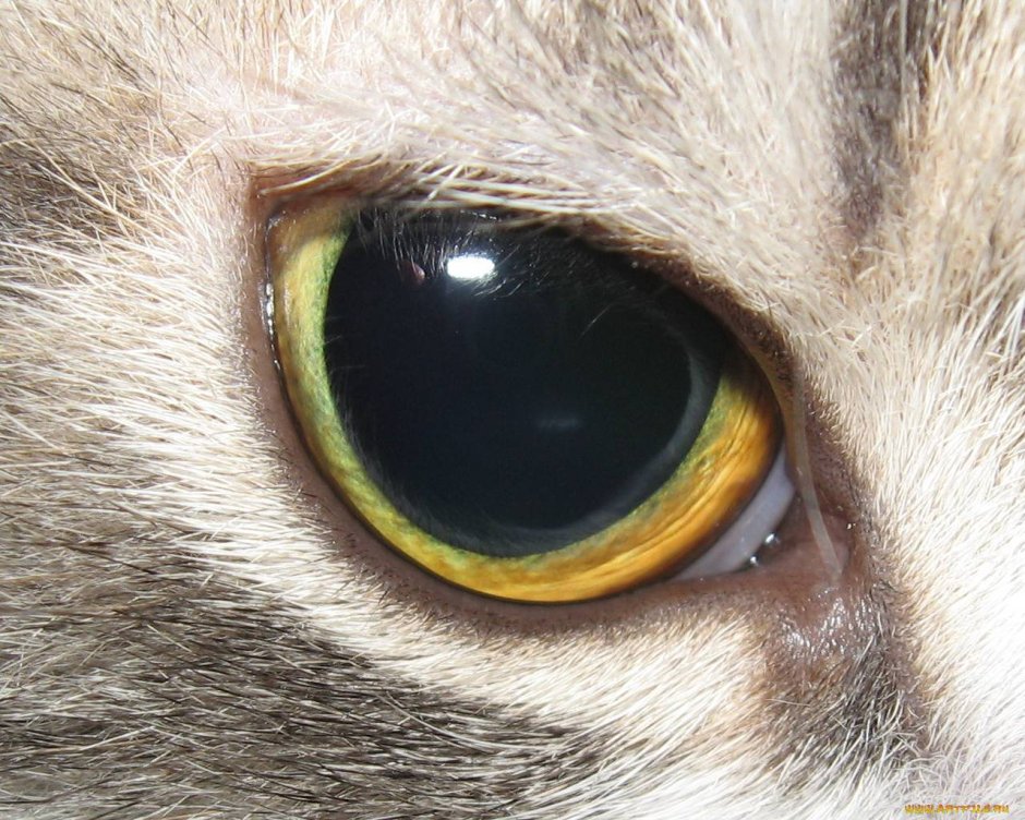 Зрачки кота