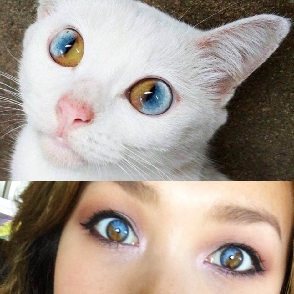 Мигательная перепонка (третье веко)