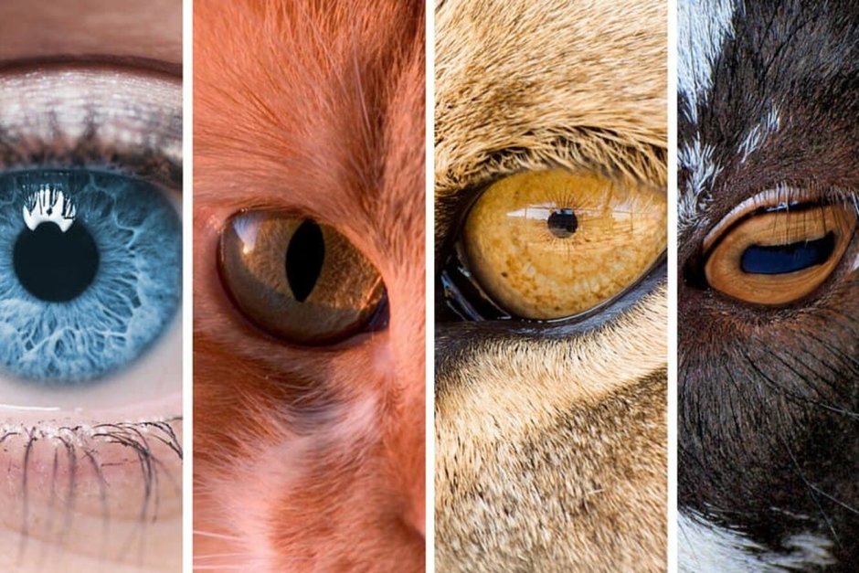 Зрачок кошки