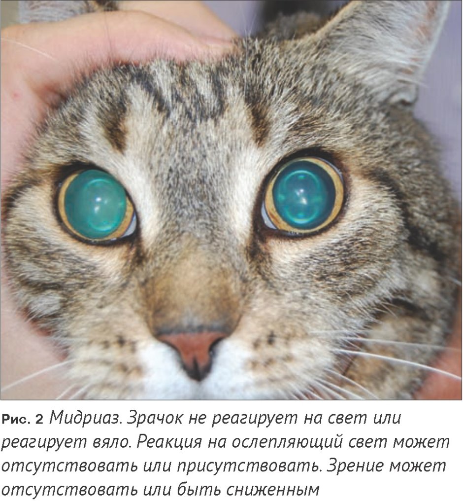 Анизокория у кошек
