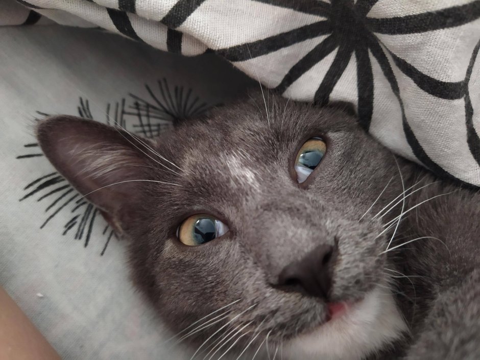 Удивительные глаза животных