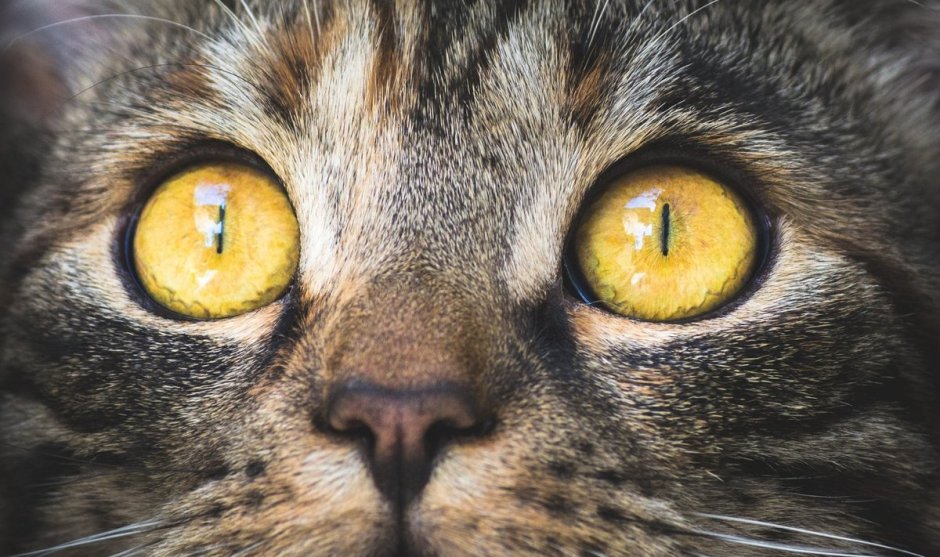 Анизокория у кошек