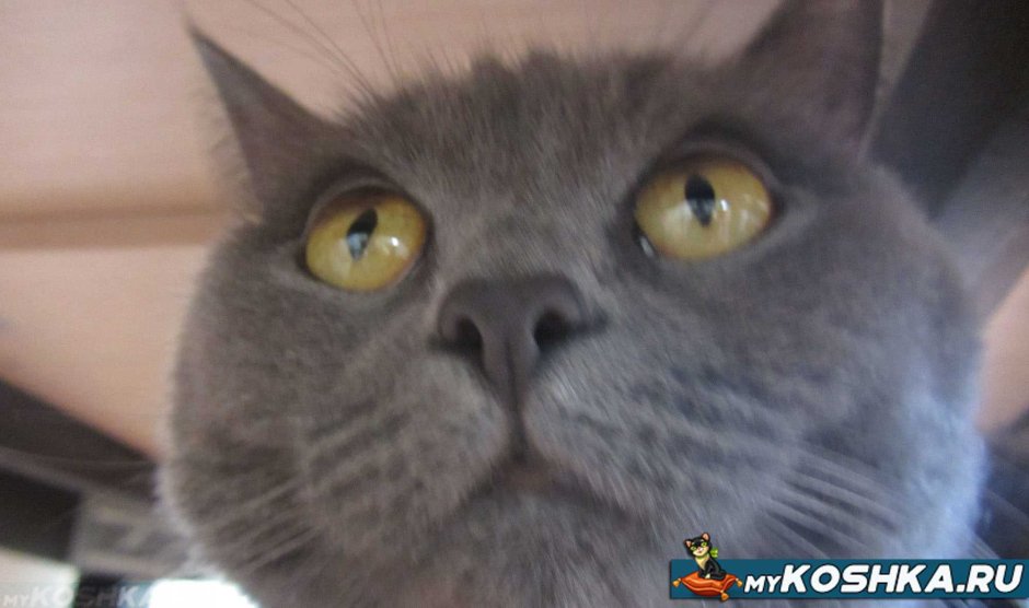 Глаза животных