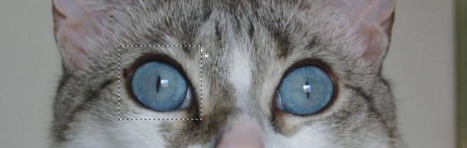 Янтарные глаза у кошки