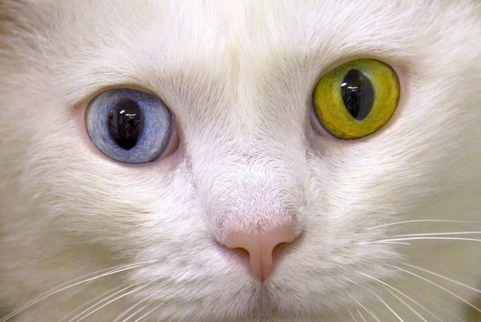 Рэгдолл гетерохромия