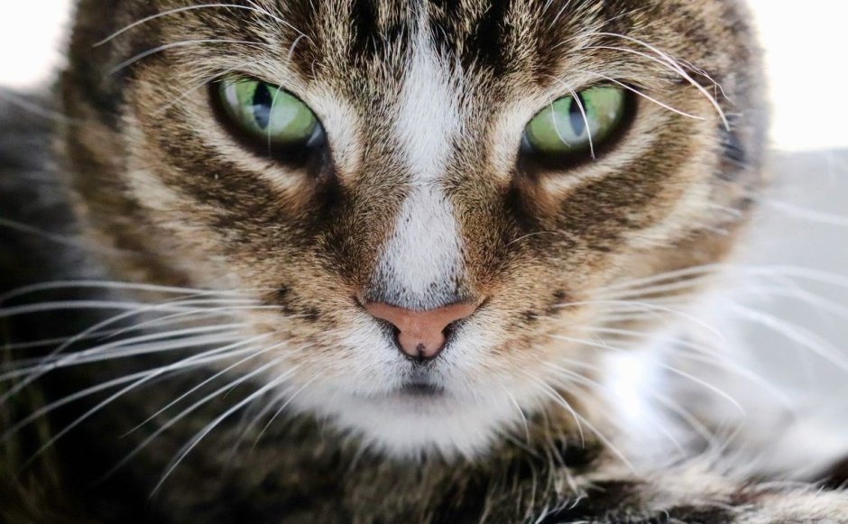 Кошачий глаз Макросъемка