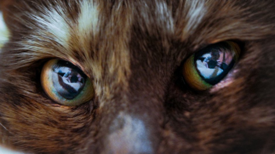 Глаза животных