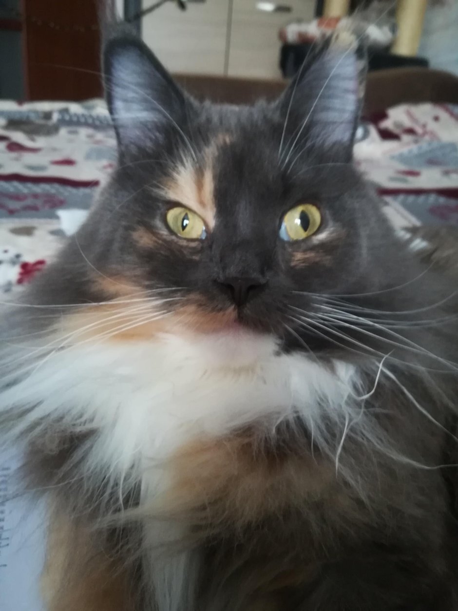 Кот с огромными глазами