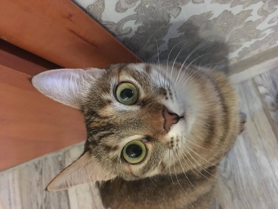 Глаза животных коллаж