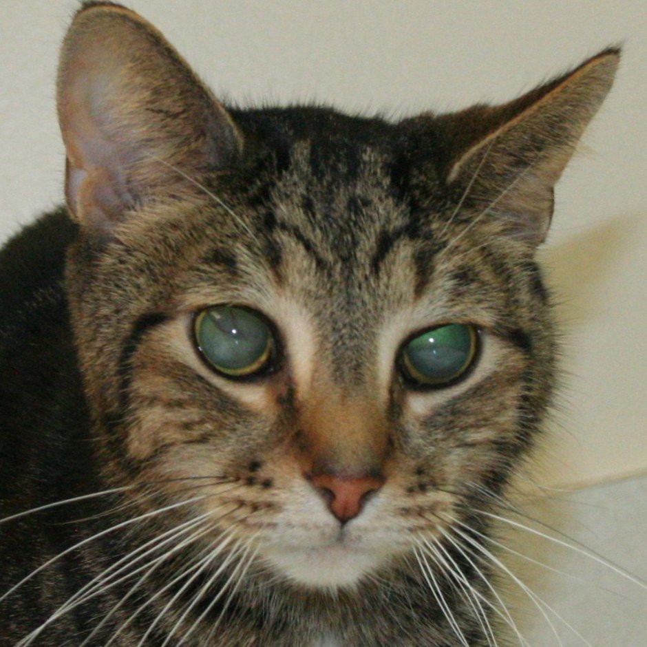 Кот с горящими глазами