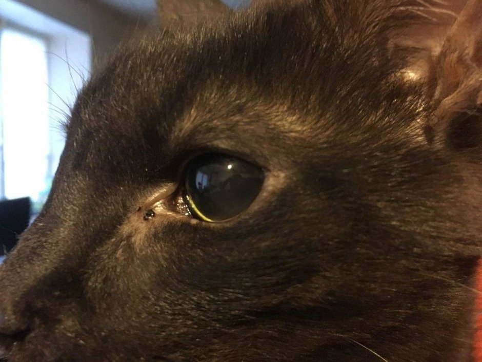 Девушка с кошачьими глазами