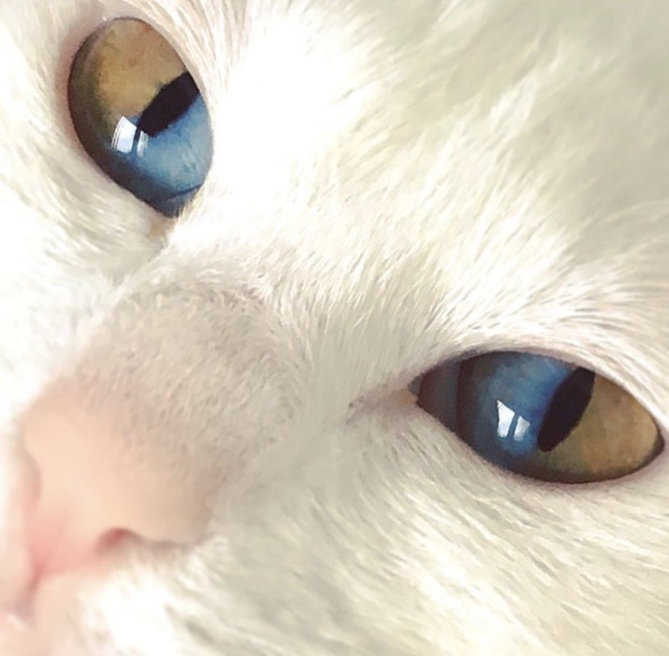 Мигательная перепонка (третье веко)