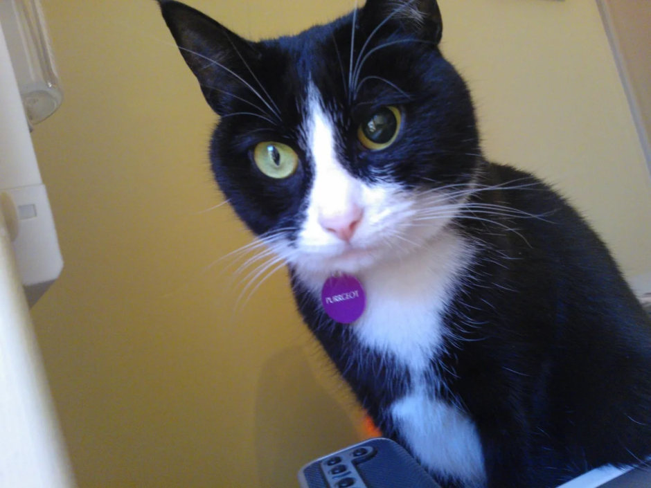 Отслоение сетчатки глаза у кошки