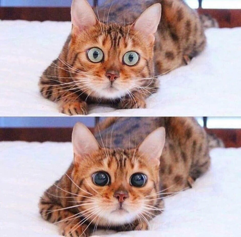 Отслоение сетчатки у кошки