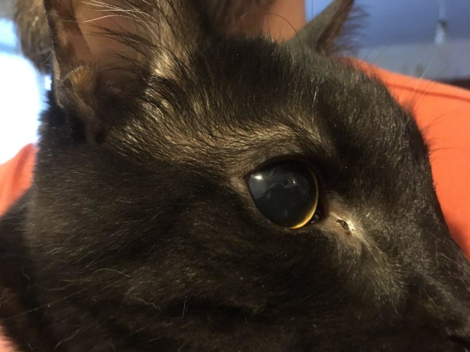 Гетерохромия и анизокория