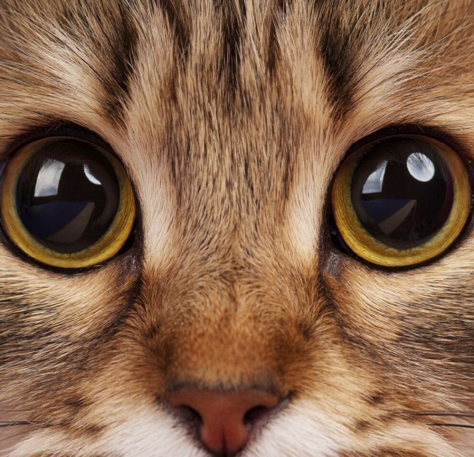 Кошачья мордочка