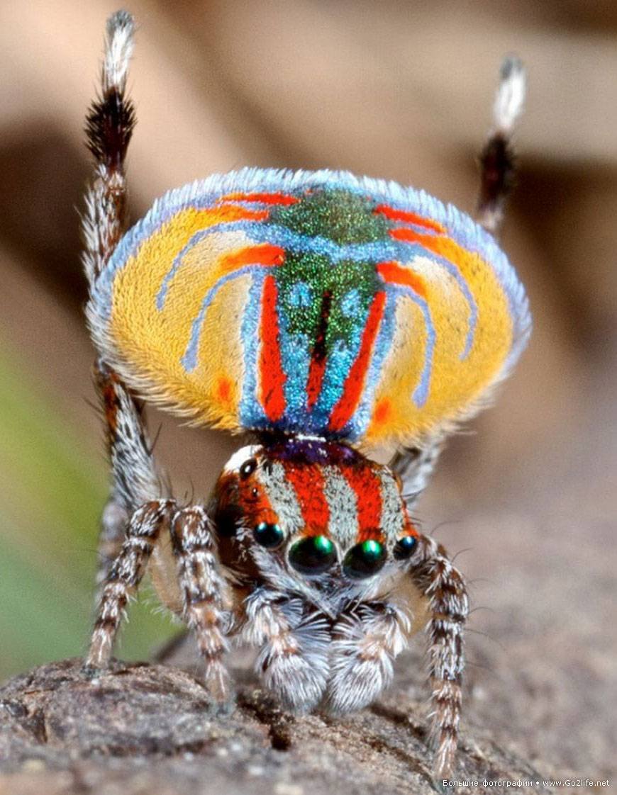 Maratus volans самка