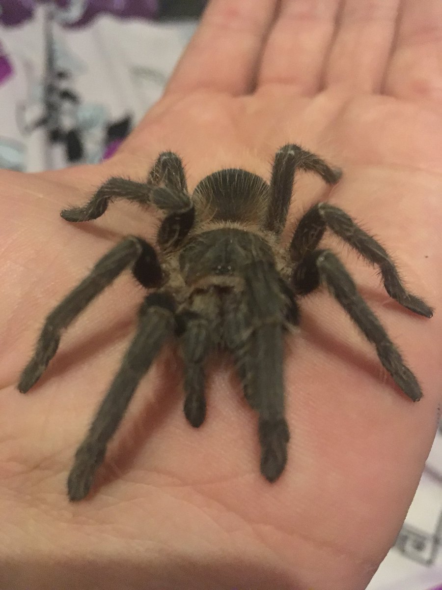 Таиландский паук птицеед