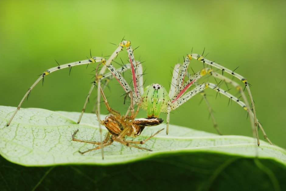 Астраханский паук Рысь-паук