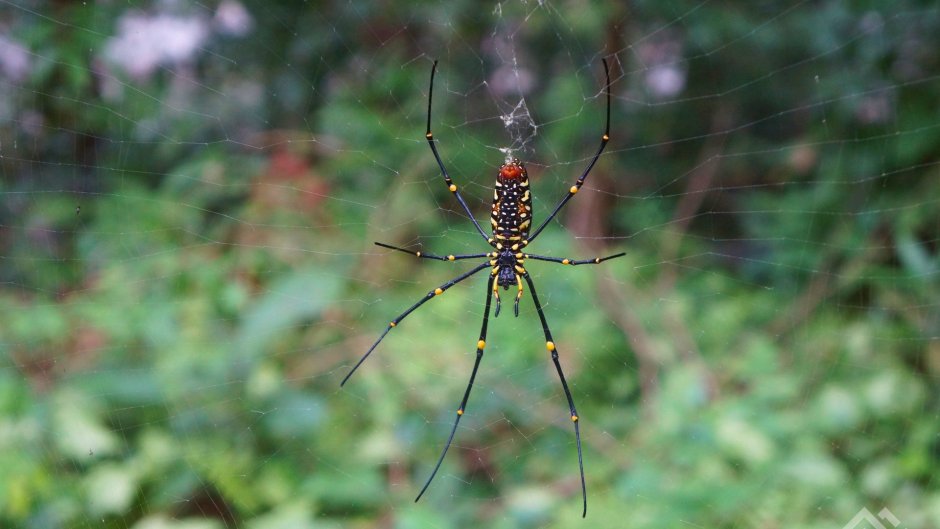 Ядовитые пауки в джунглях