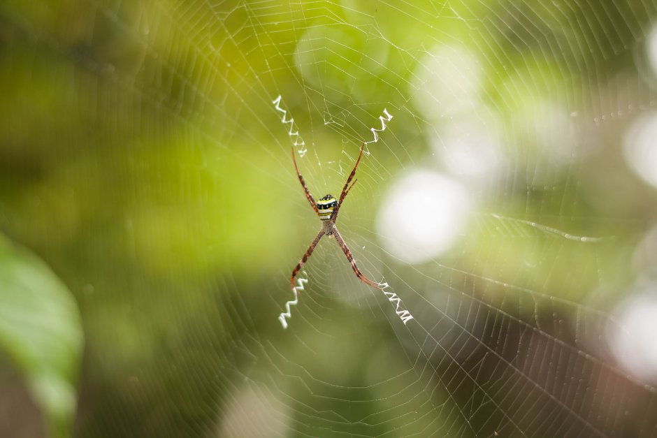 Паук 1 1/8" author