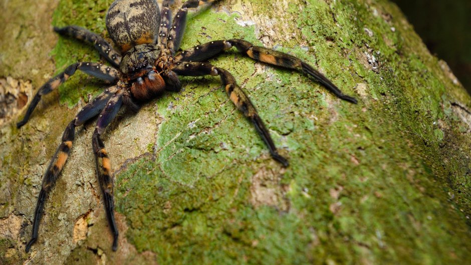 Пауки Тайланда