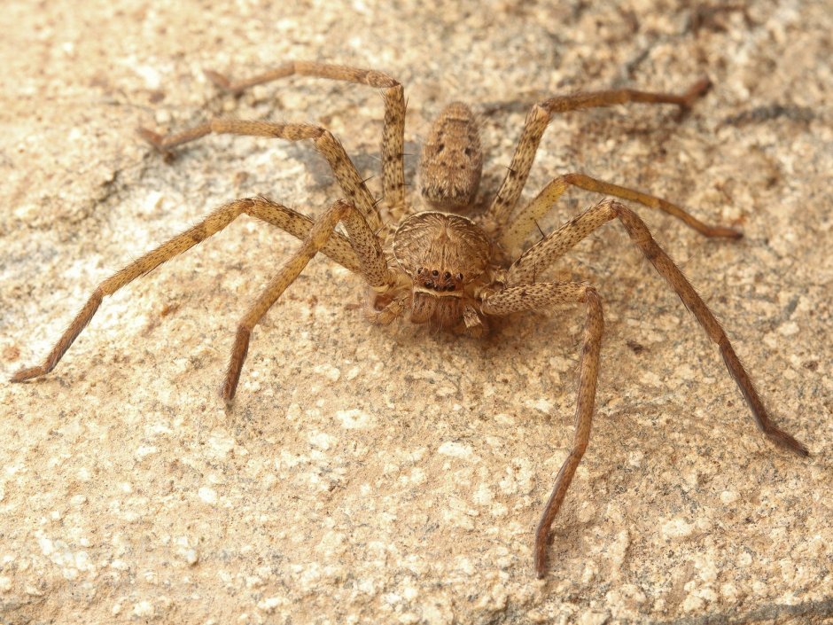 Sparassidae паук