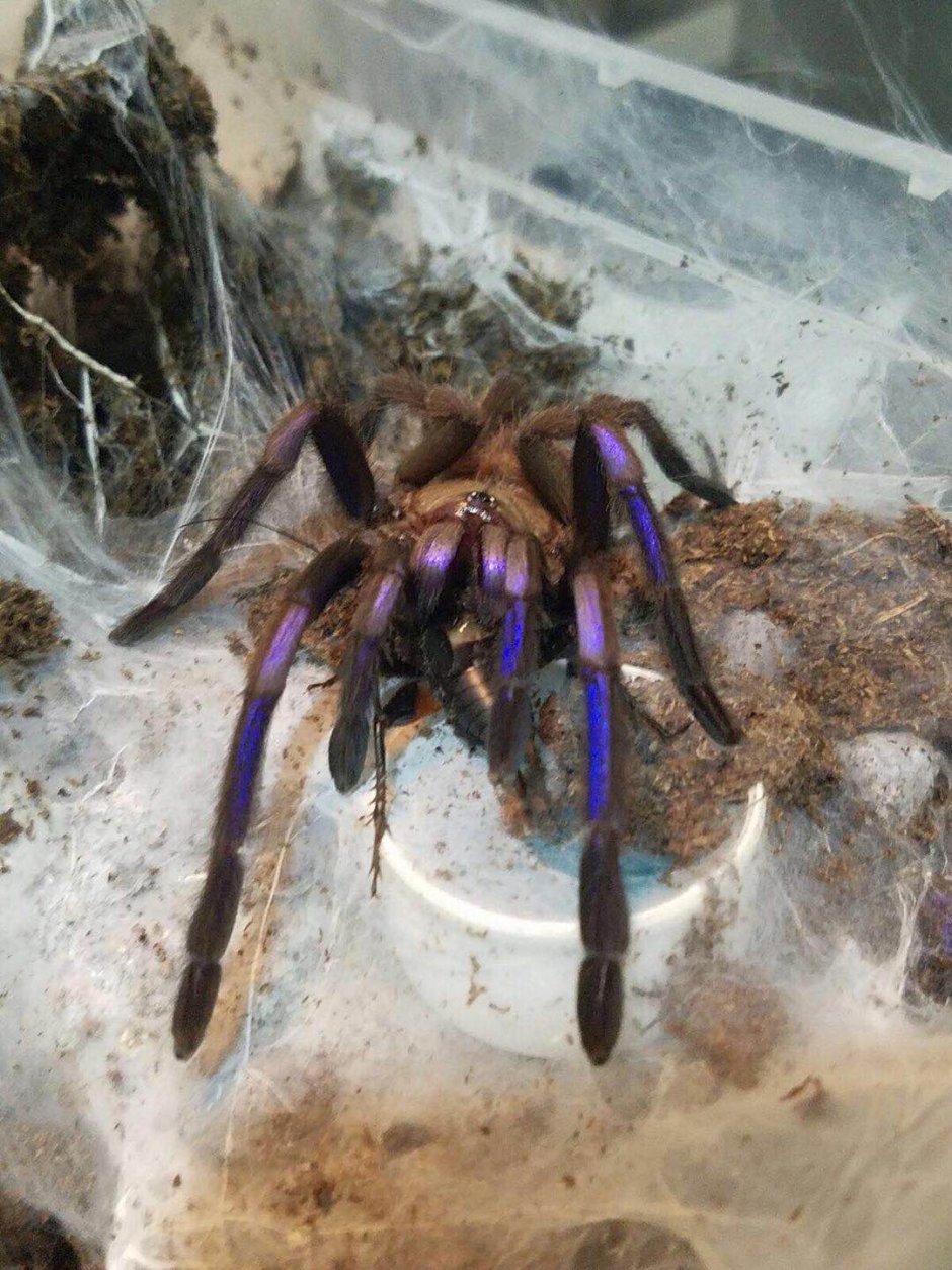 Пауки Тайланда