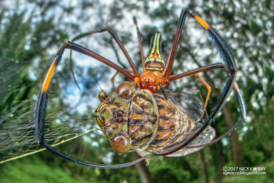 Нефила золотопряд