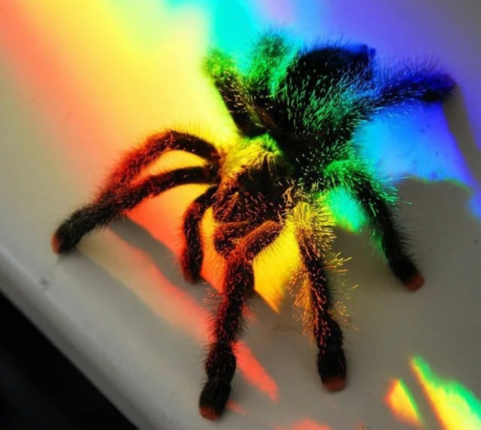 Тарантул паук Радужный