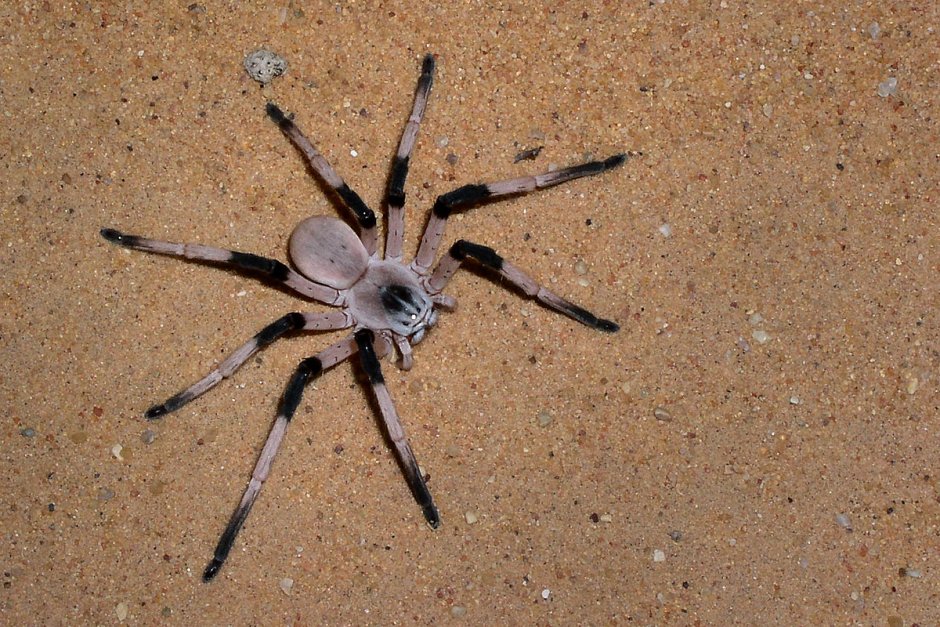 Огромный паук