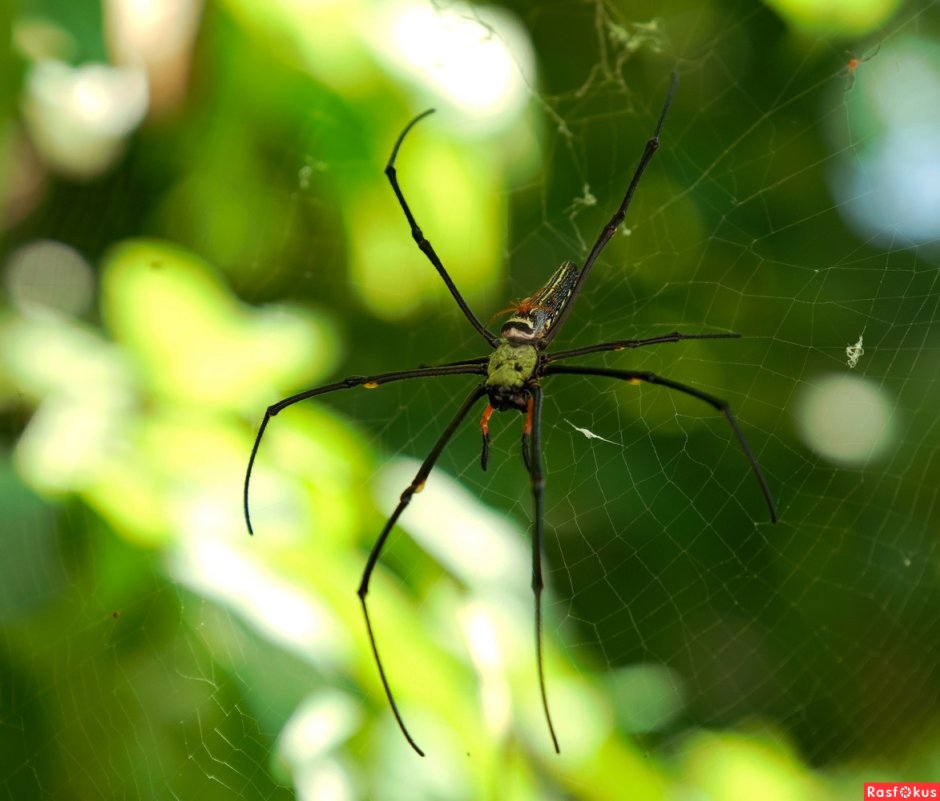 Пауки в джунглях