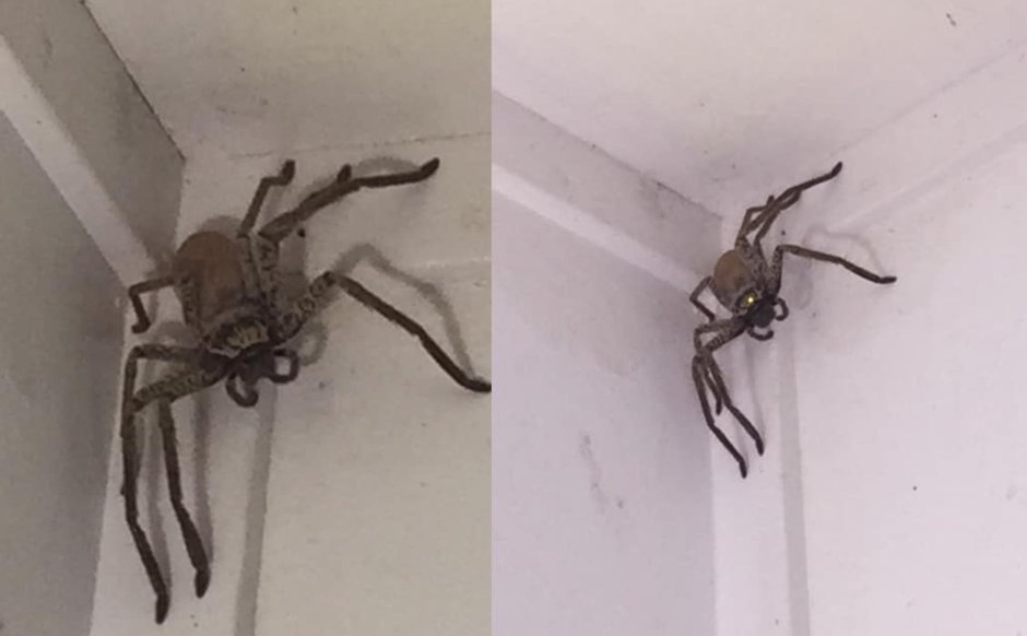 Гигантский паук