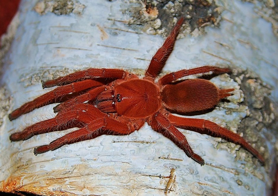 Orphnaecus philippinus