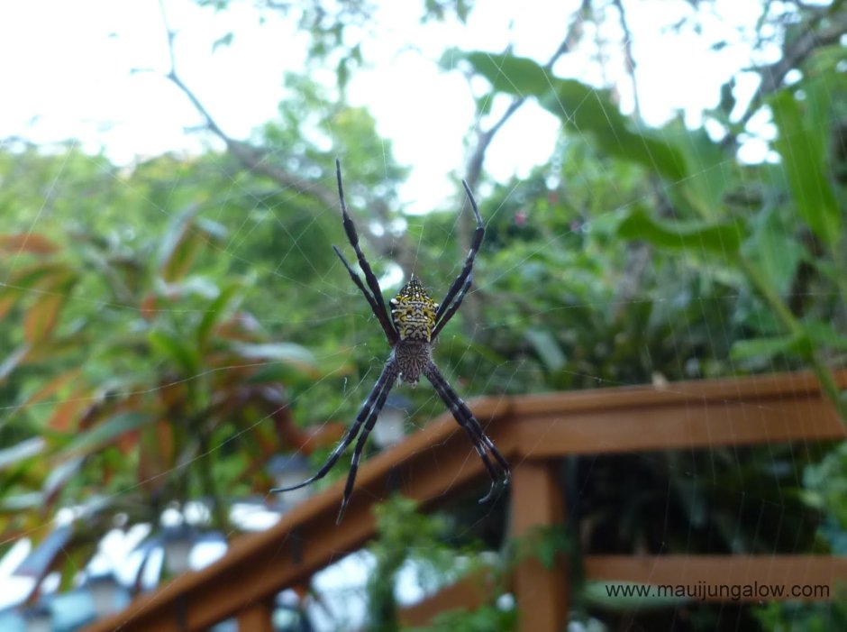 Банановый паук в Австралии