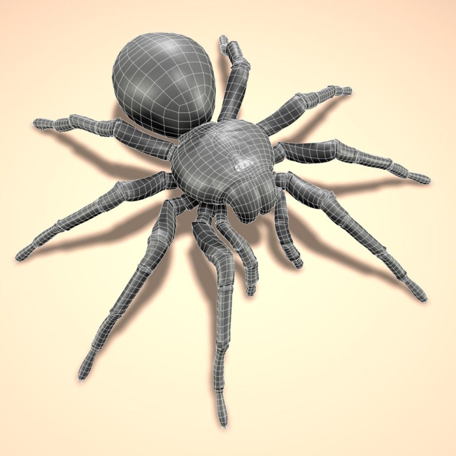 Пляжный паук