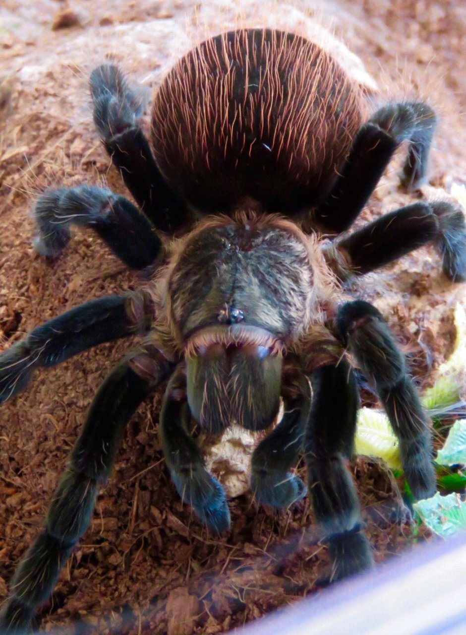 Mexican Red Rump Tarantula