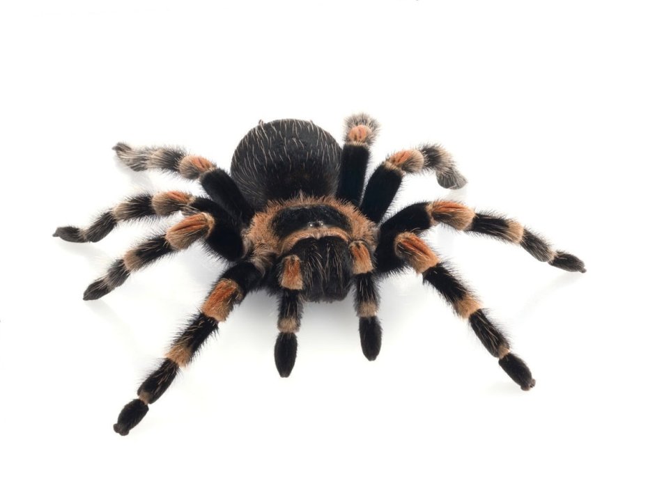 Белый паук птицеед