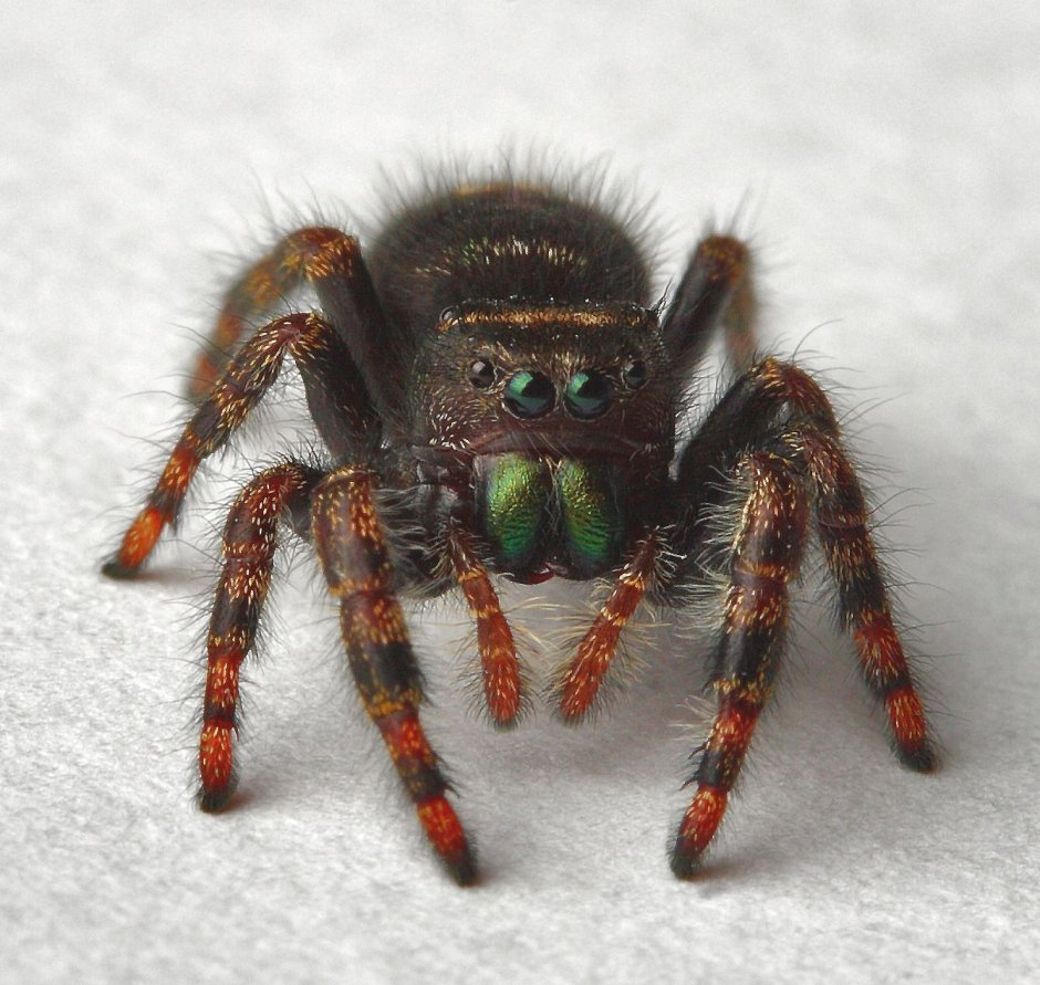 Мадагаскарский паук