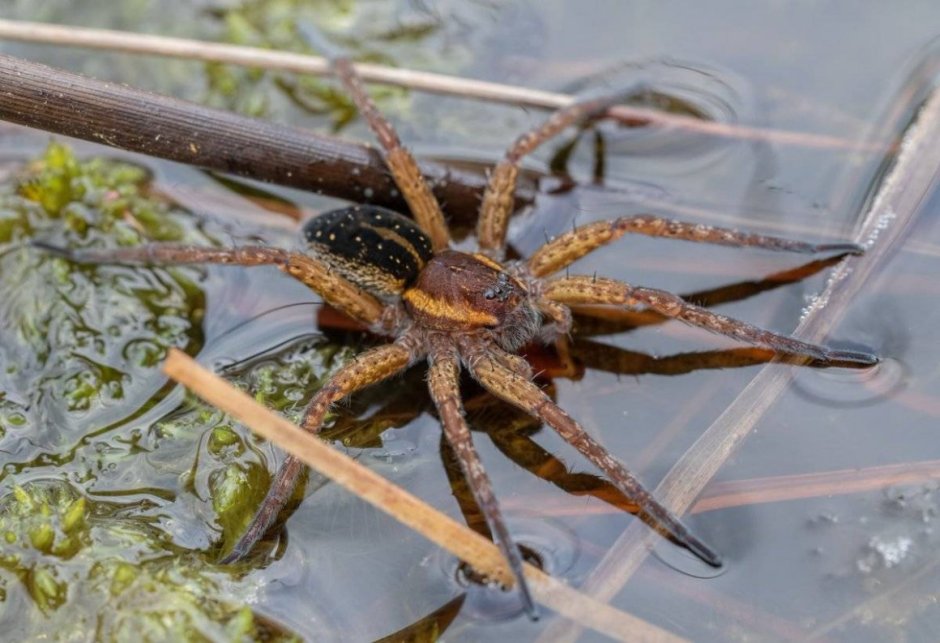 Dolomedes fimbriatus паук