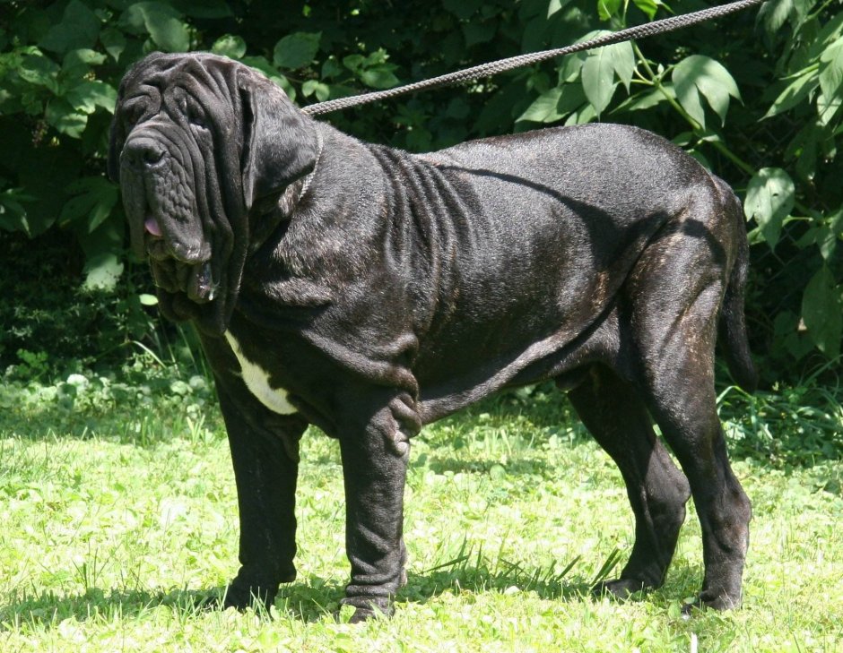 Горный мастиф собака