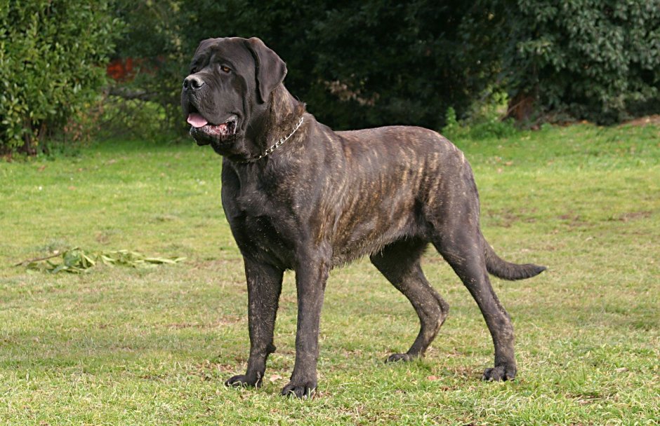 Шотландский мастиф