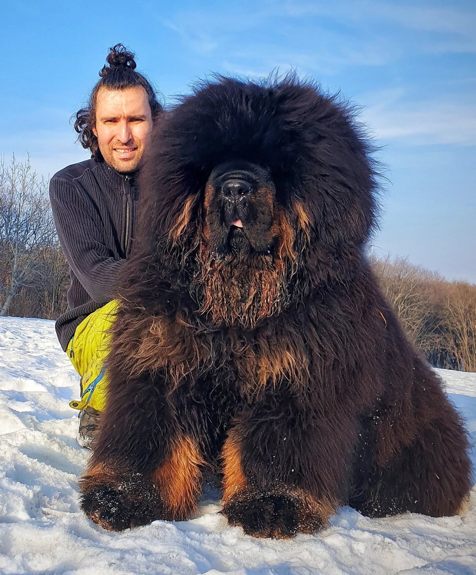 Неаполитанский мастиф Геркулес
