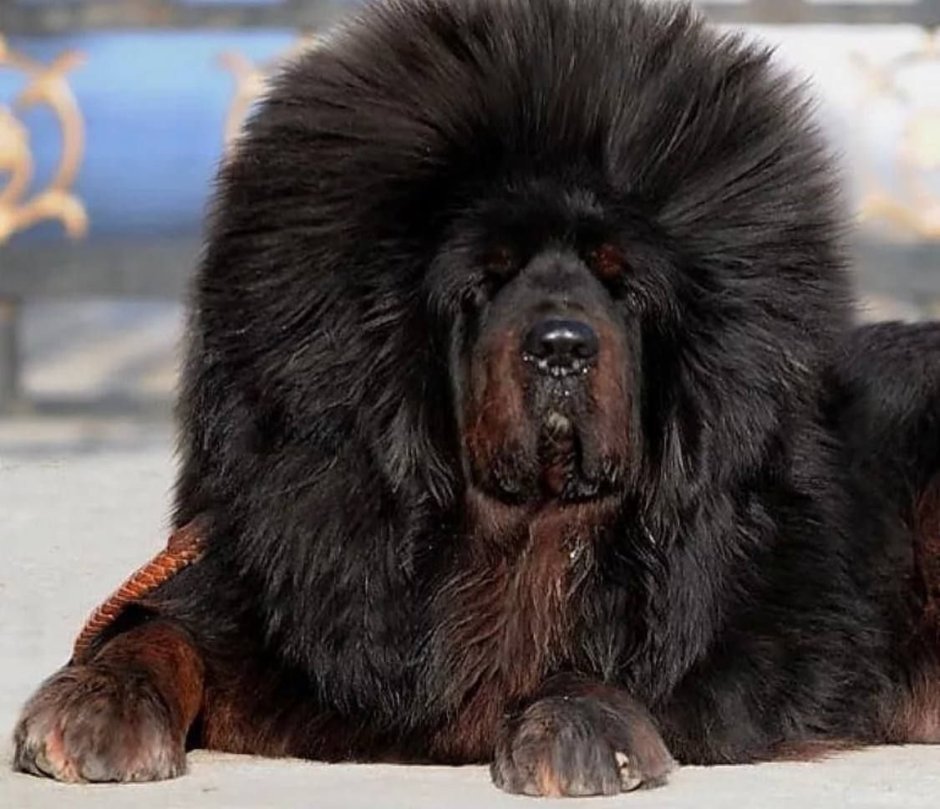 Английский мастиф