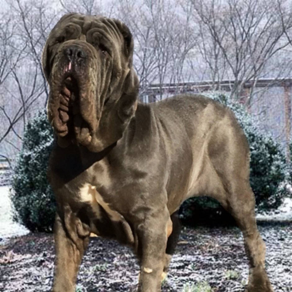 Неаполитанский мастиф рыжий