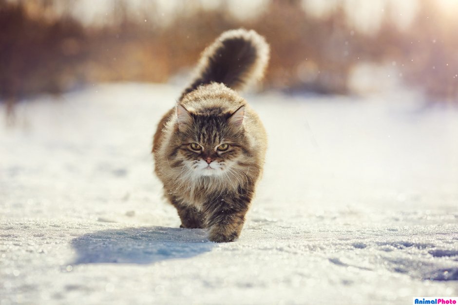 Кот идет по снегу
