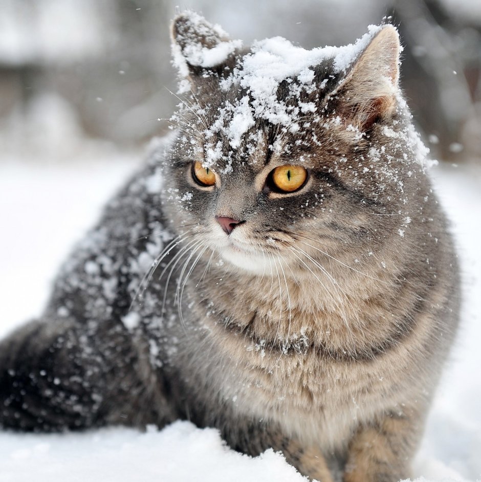 Кошка в снегу