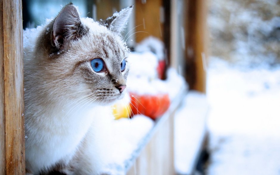 Котик в снегу