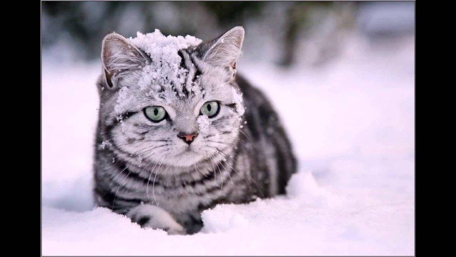 Снежный кот